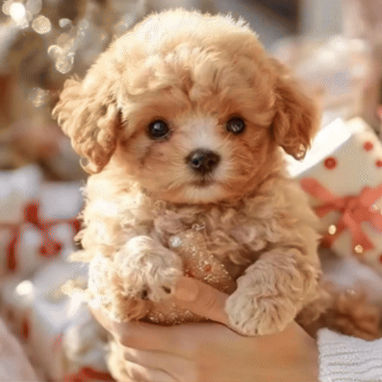 🐶🌭Nico - My Realistic Robot Puppy